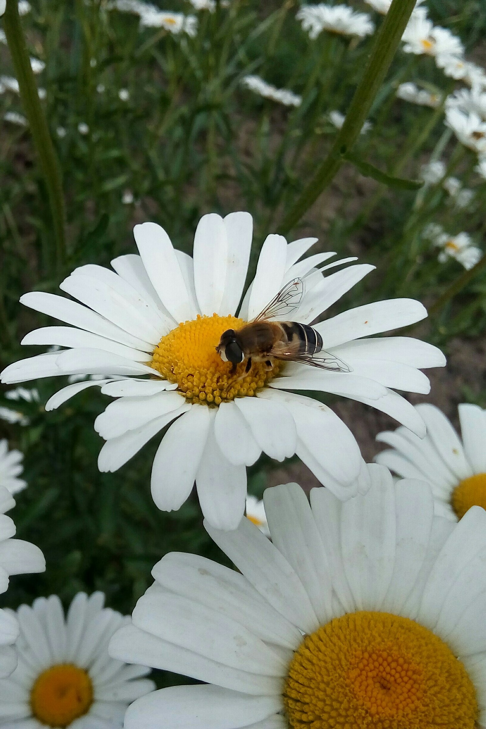 hoverfly fly - My, Муха, hoverfly, Nature, Insects, Longpost