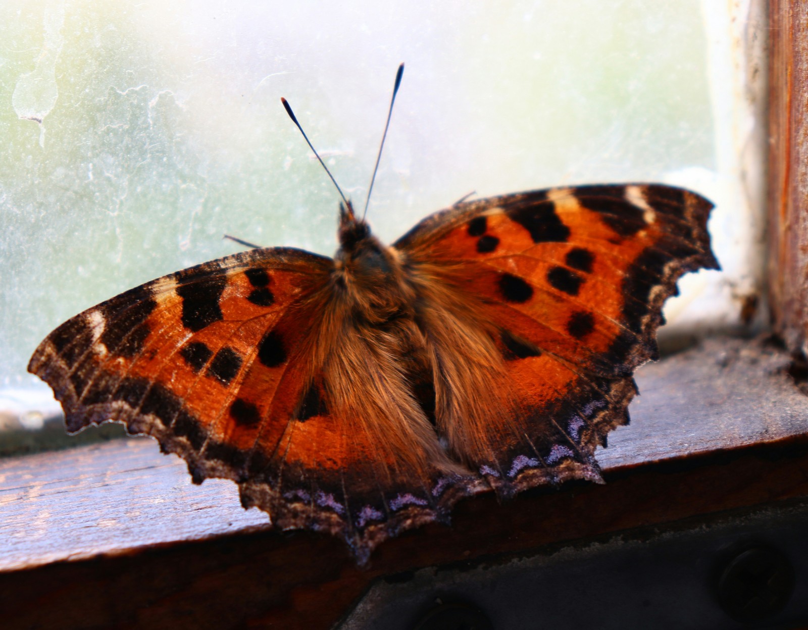 Unexpected guest - My, Butterfly, The photo, Nature, Canon, Uninvited guests, Milota, Unusual, Unexpected, Longpost