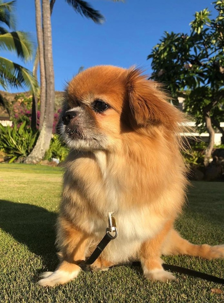 Tibetan spaniel, origin. - Long post with continuation, Dog breeds, Longpost, Dog