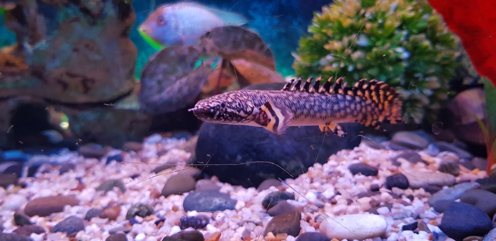 Polypterus ornantipinis. - My, Aquarium, Aquarium, Aquarium fish, Longpost, The photo