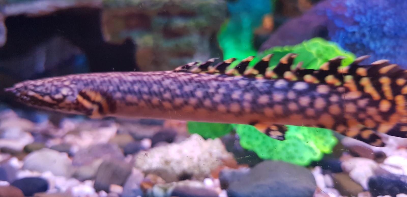 Polypterus ornantipinis. - My, Aquarium, Aquarium, Aquarium fish, Longpost, The photo