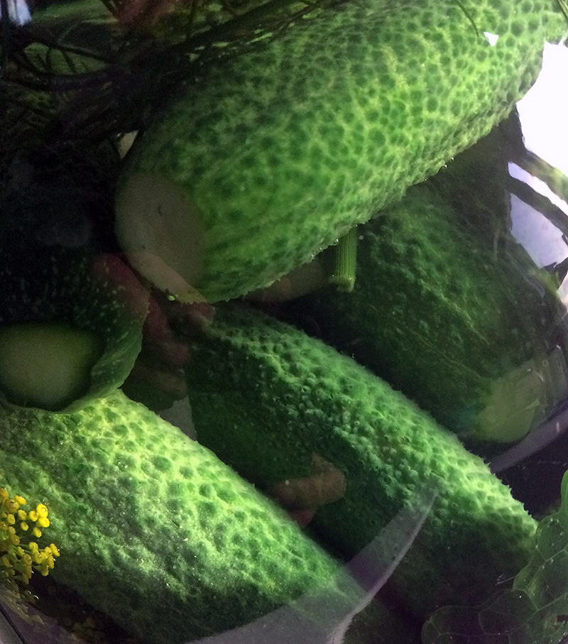 Cucumbers are everything. - My, Garden, Cooking, Salting, Longpost