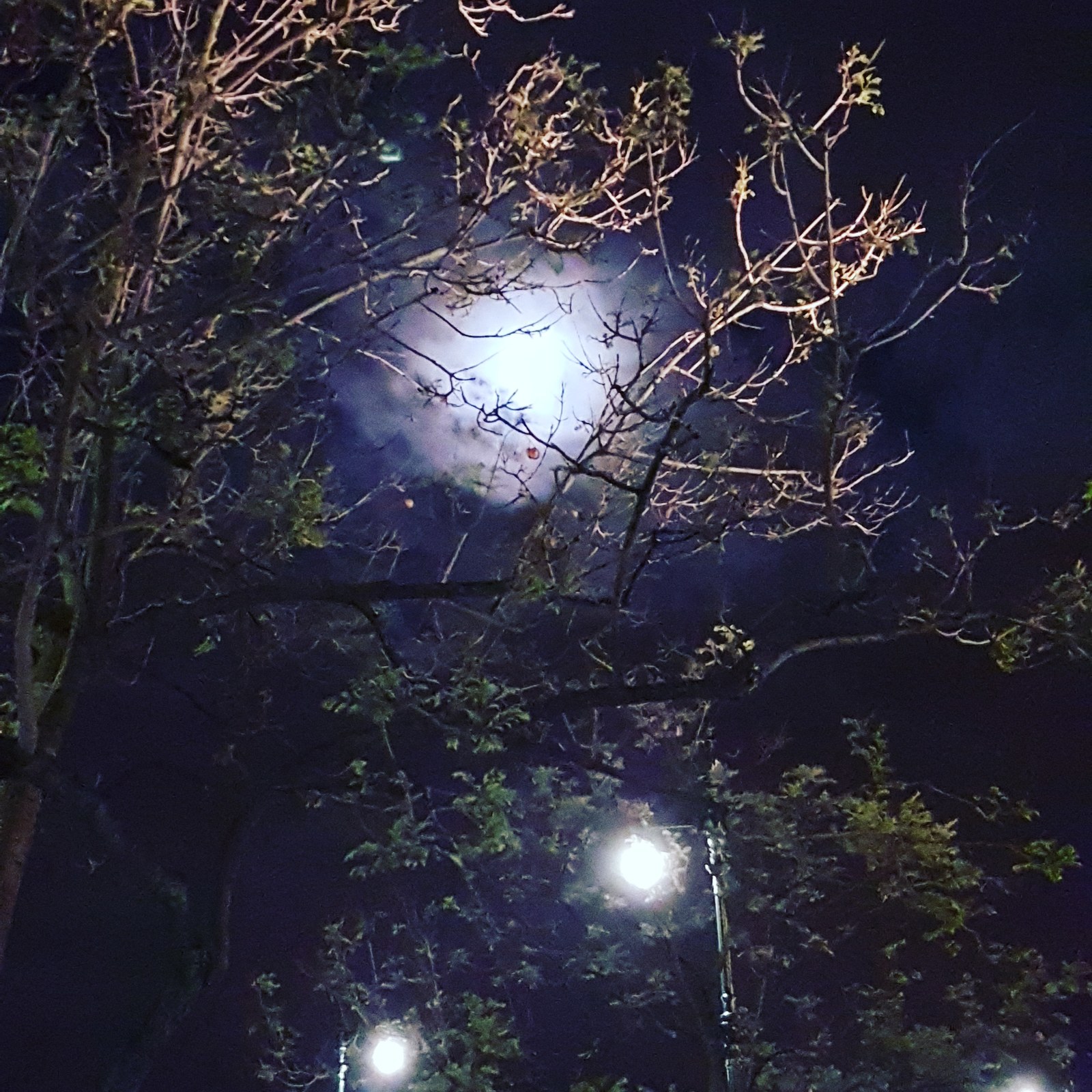 Night walk - My, Night, Prgulka, moon