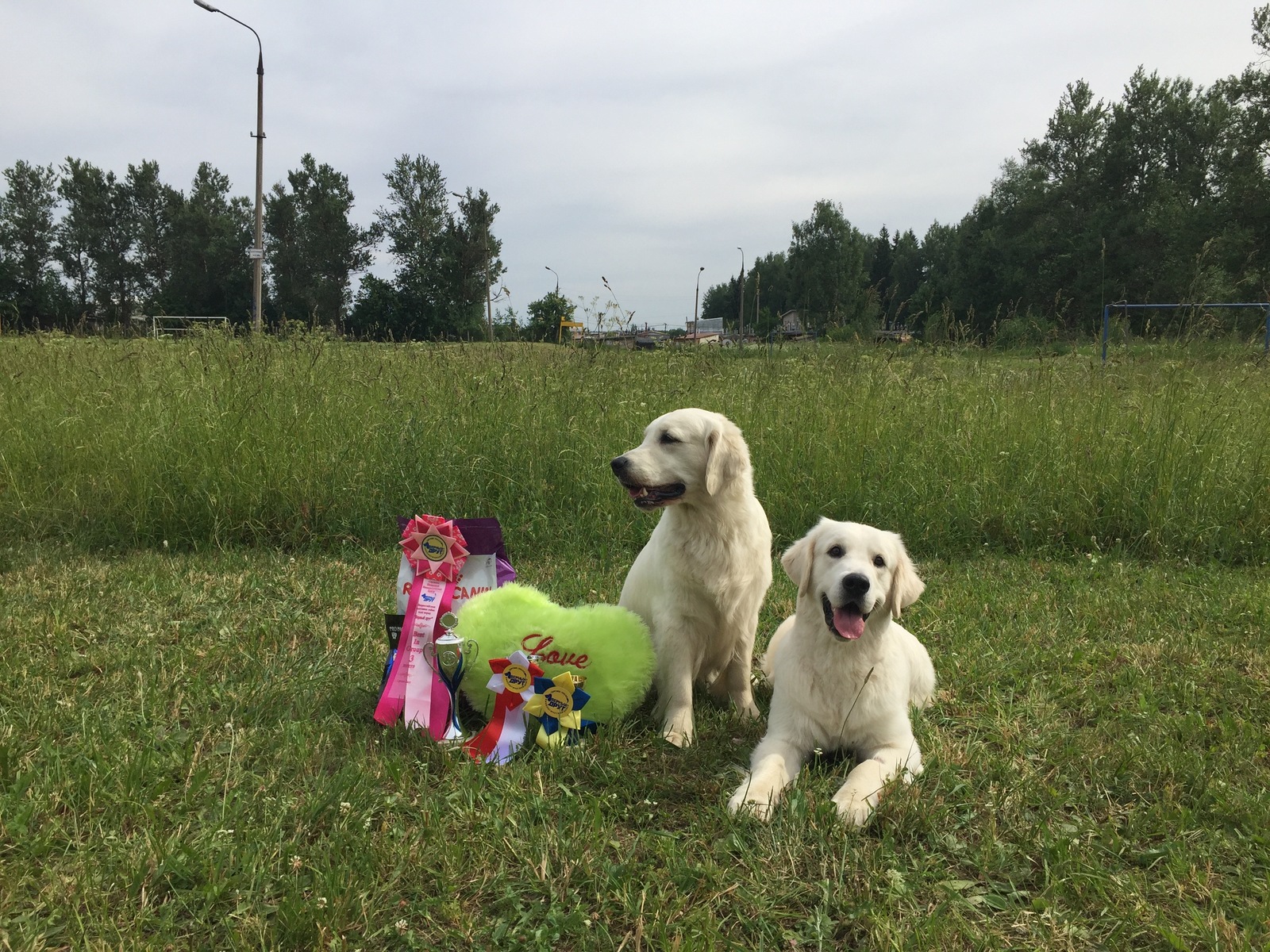 golden birthday boy - My, Golden retriever, Dog show, Dog, Longpost