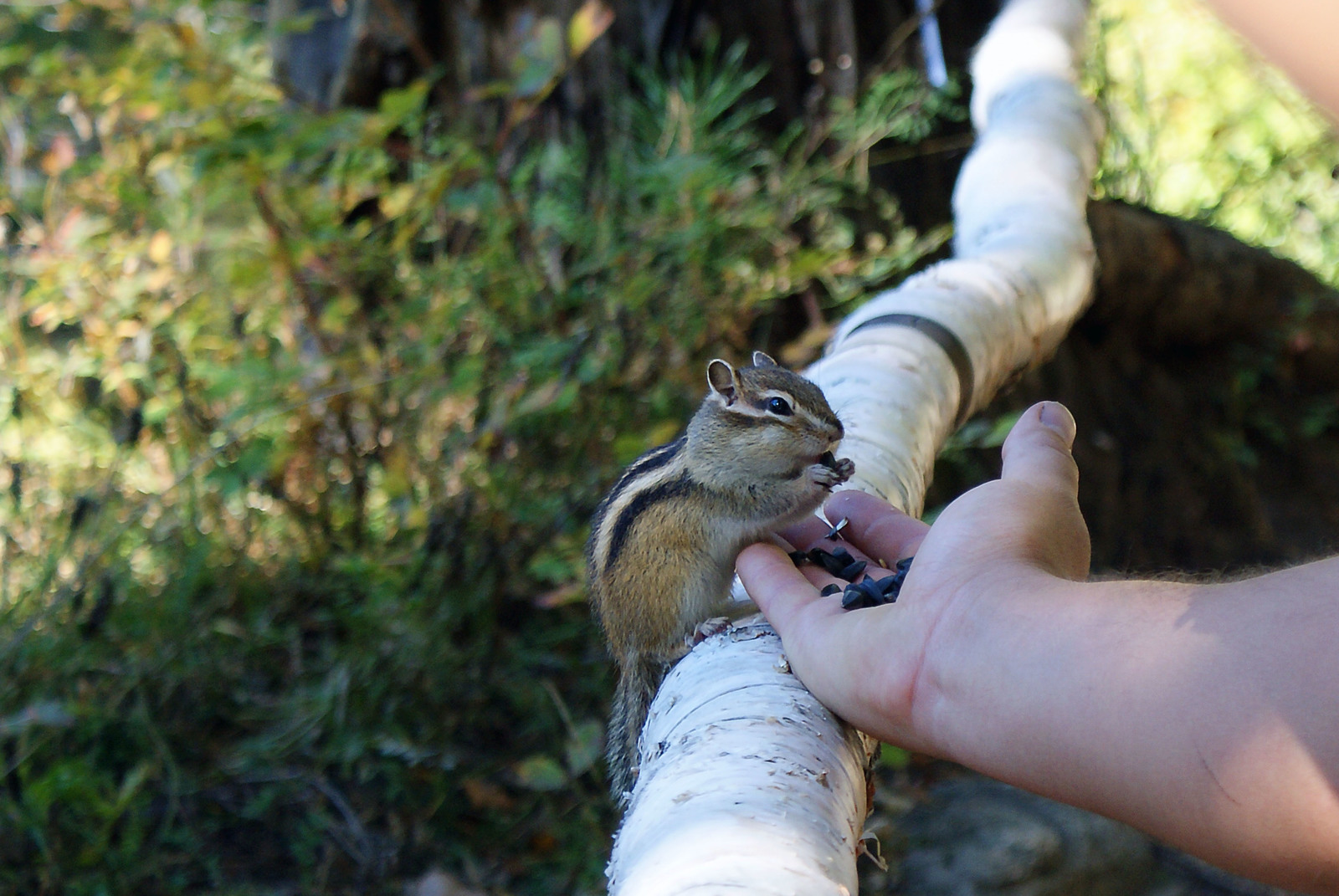 Cute chipmunk. - My, Chipmunk, Animals, Chip and Dale, The photo