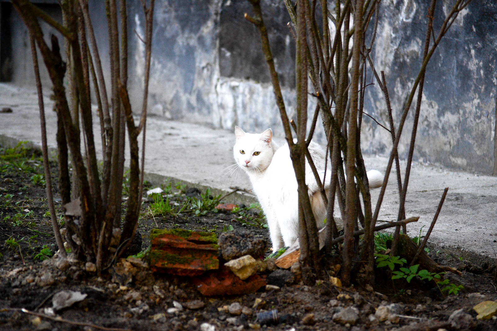 street kings - My, cat, The street, Homeless, Longpost, The photo