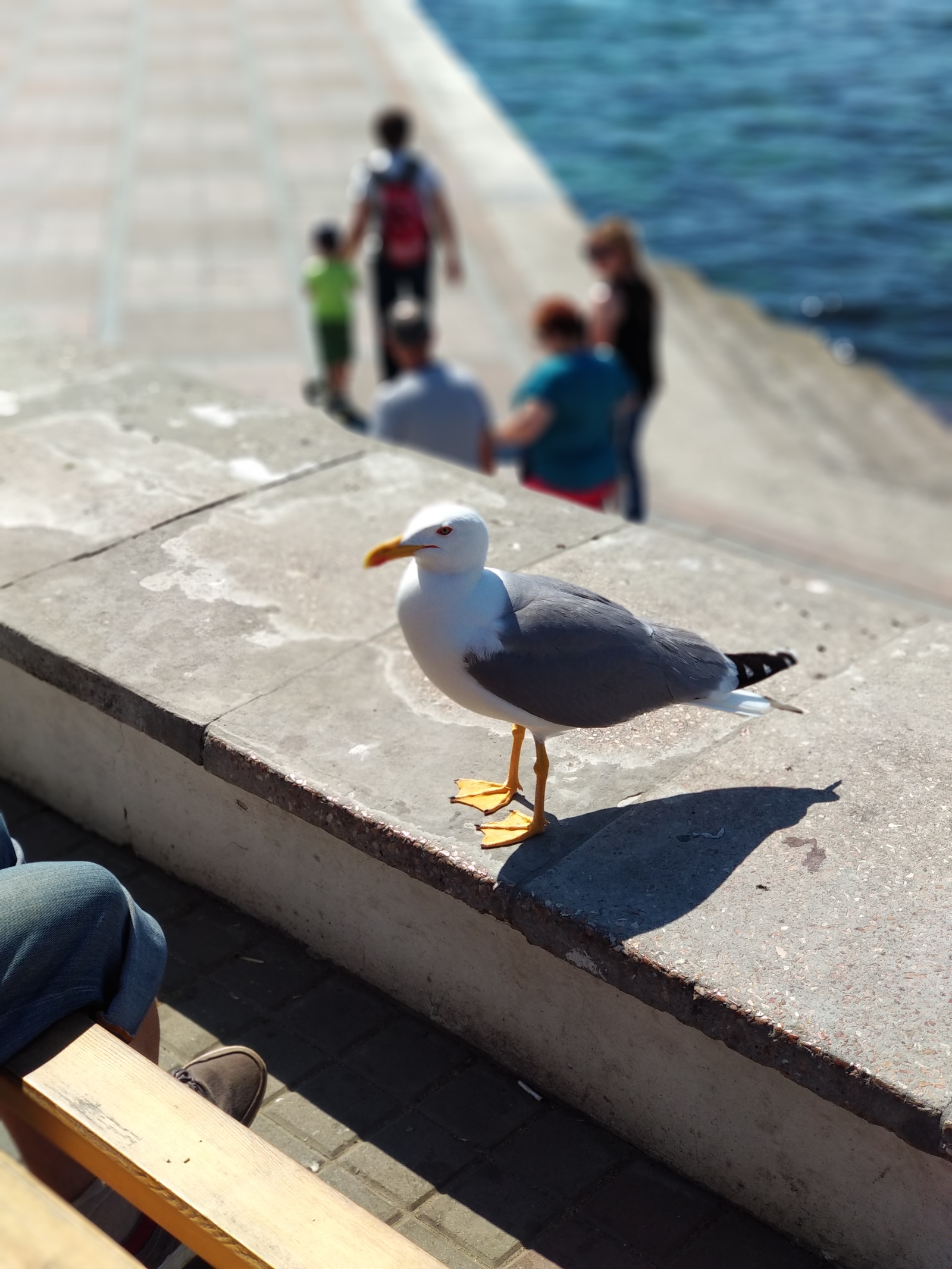 Sevastopol - City of Glory. - My, Sevastopol, Vacation, Seagulls, Longpost