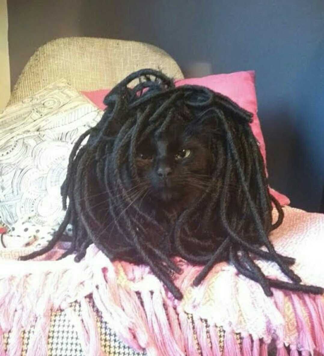 Meet. - cat, Bob Marley, Catomafia