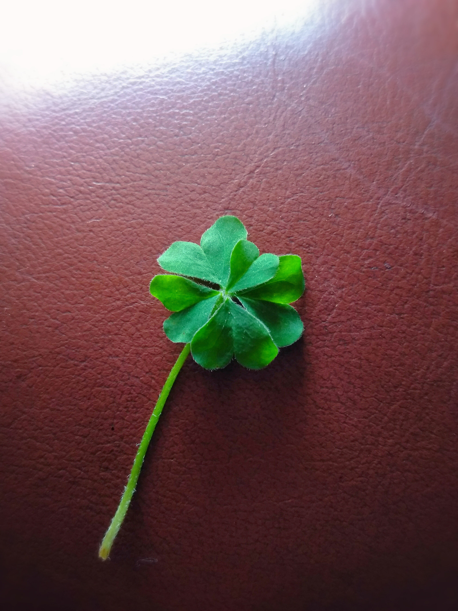 Clover with five petals - Plants, Clover