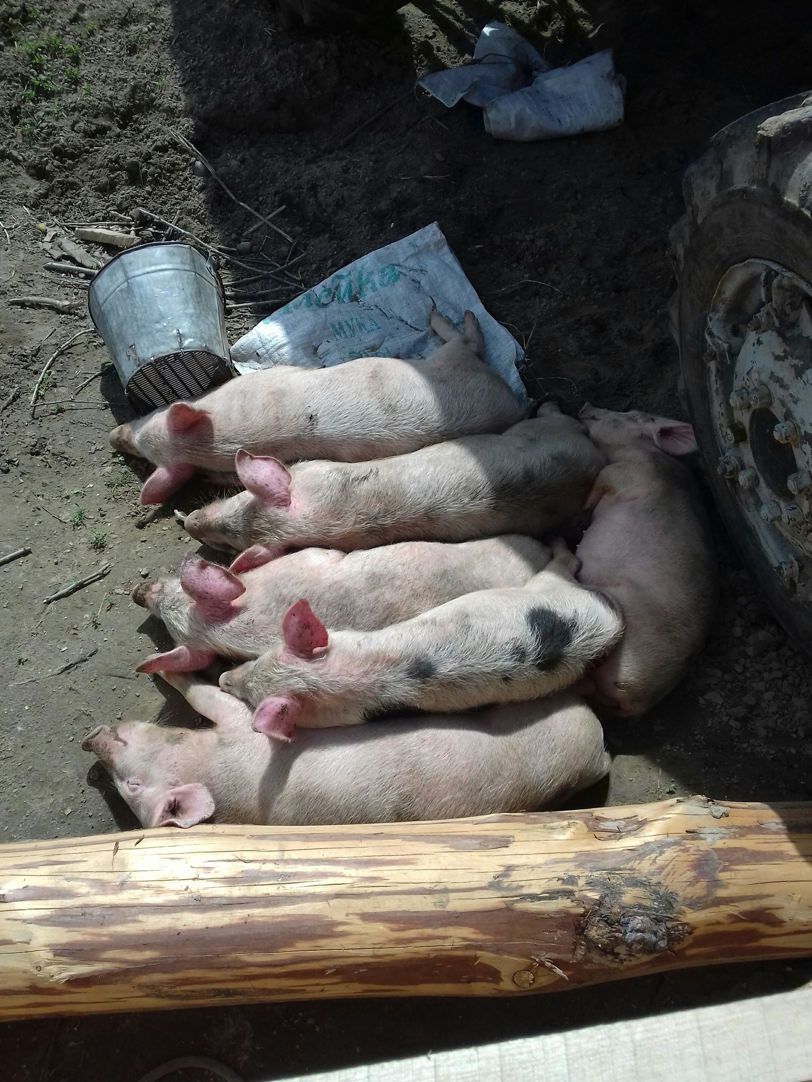 Pigs) - My, Piglets, Farm, Longpost