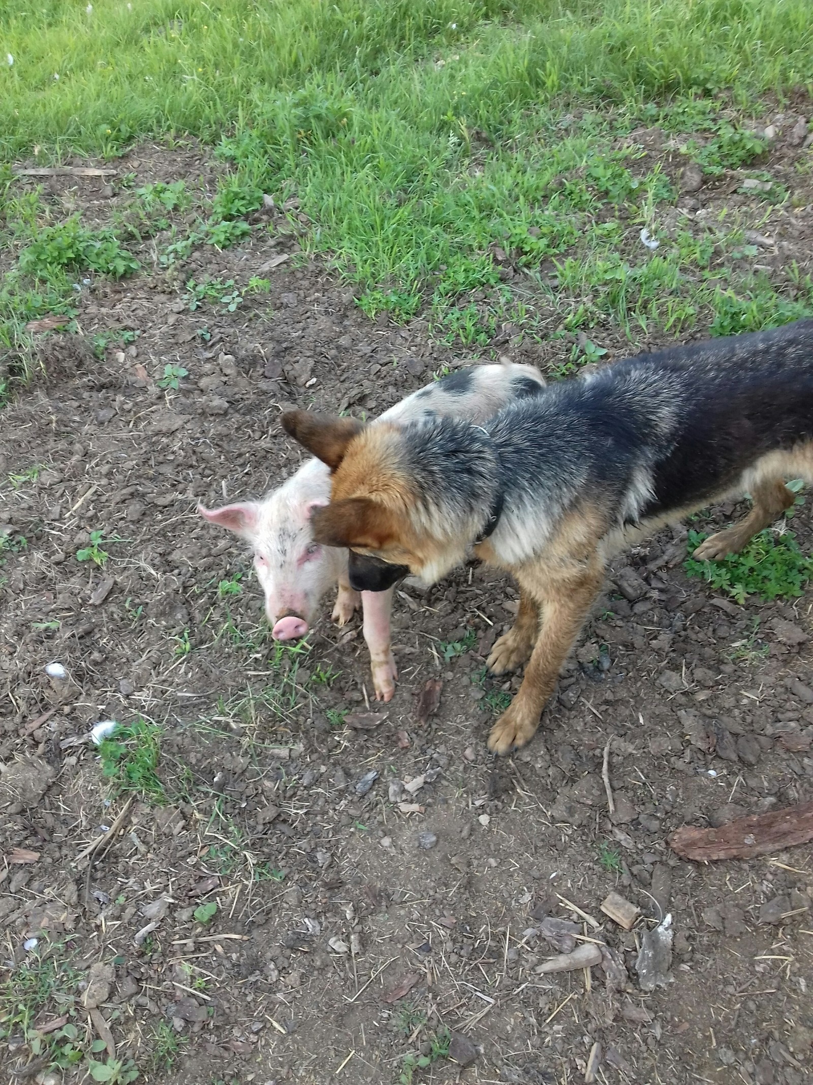 Pigs) - My, Piglets, Farm, Longpost