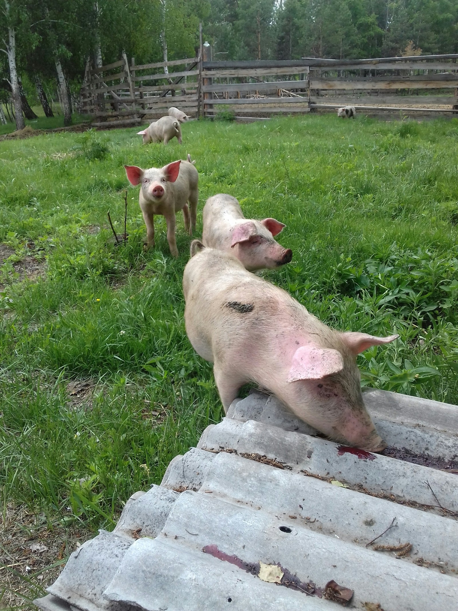 Pigs) - My, Piglets, Farm, Longpost