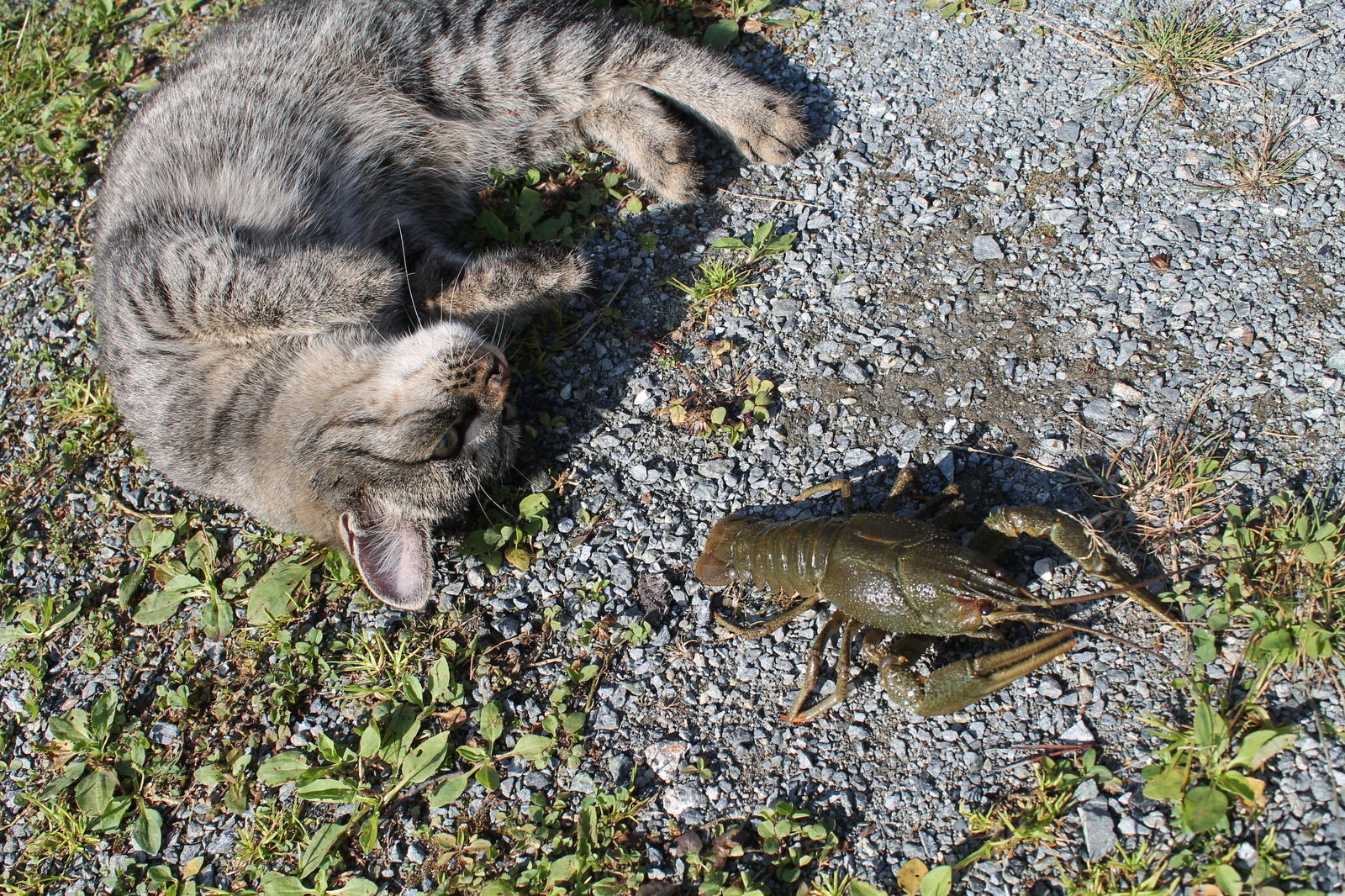 Love at first sight. - My, cat, Crayfish, Longpost