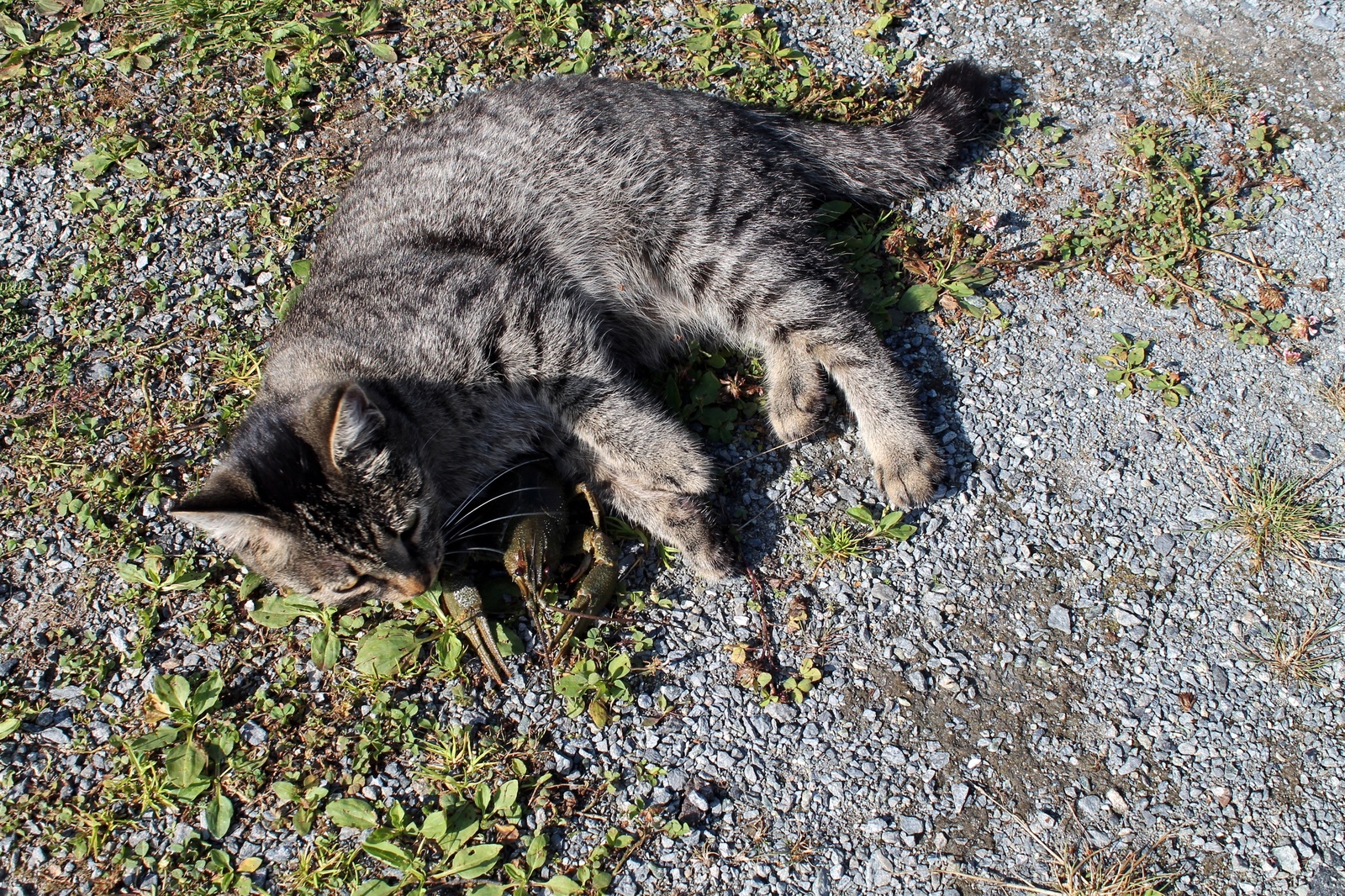 Love at first sight. - My, cat, Crayfish, Longpost