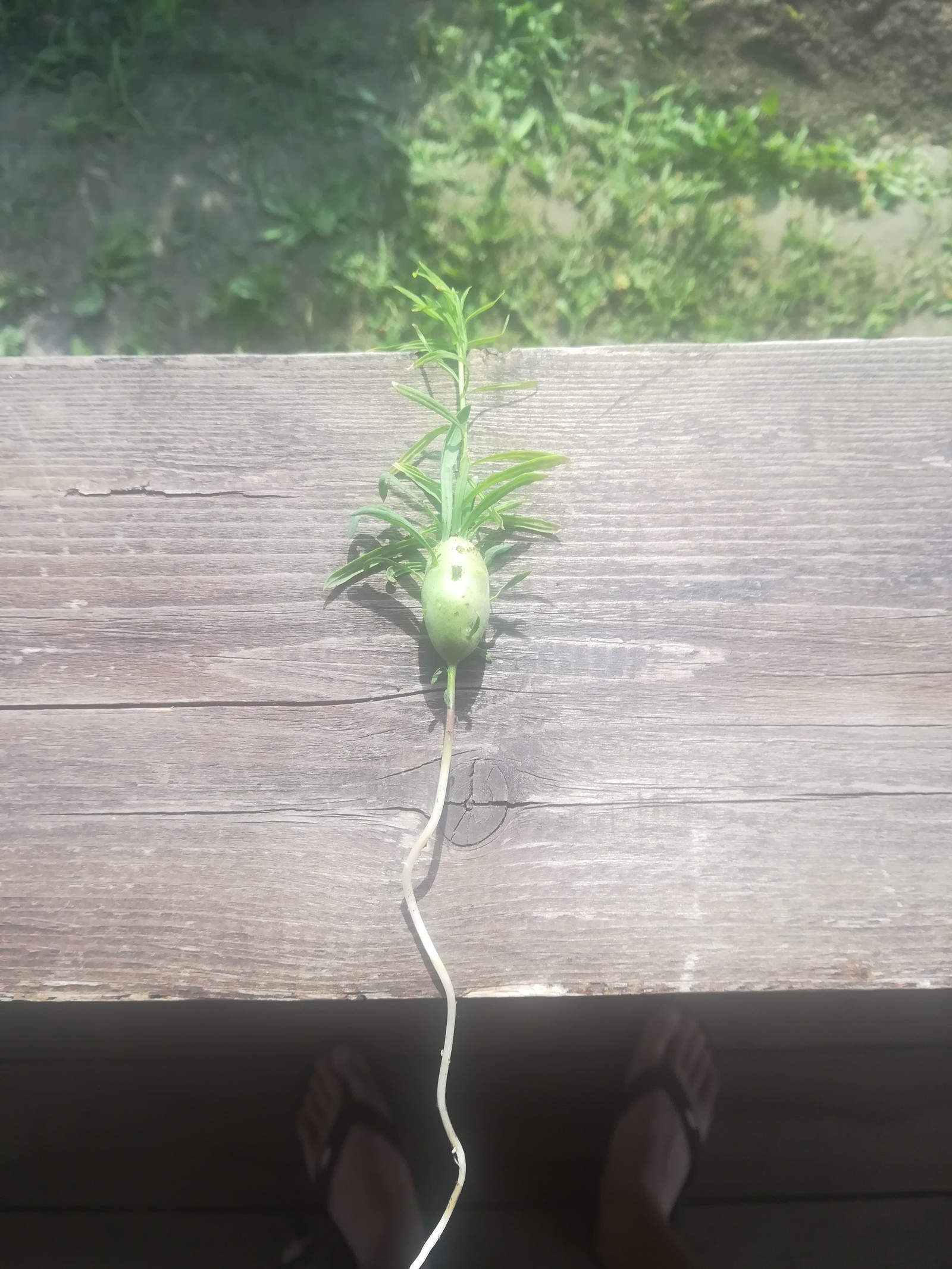 Hello, tell me what is it? - My, Garden, Plant growing, Longpost