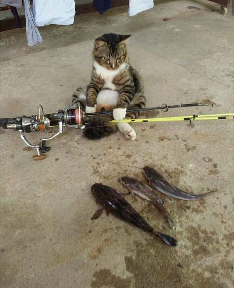 The cat is tired of fishing - cat, Fishing rod, A fish, Heading, Humor