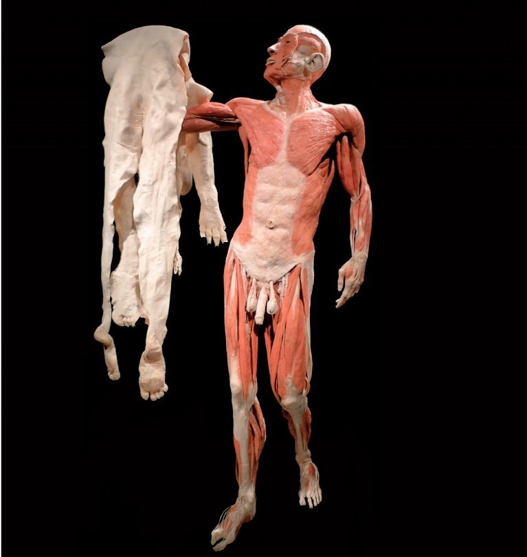 Plastination - insanity or art? - Plastination, Mummy, , Exhibition, , Dead body, Longpost, GГјnther von Haggens