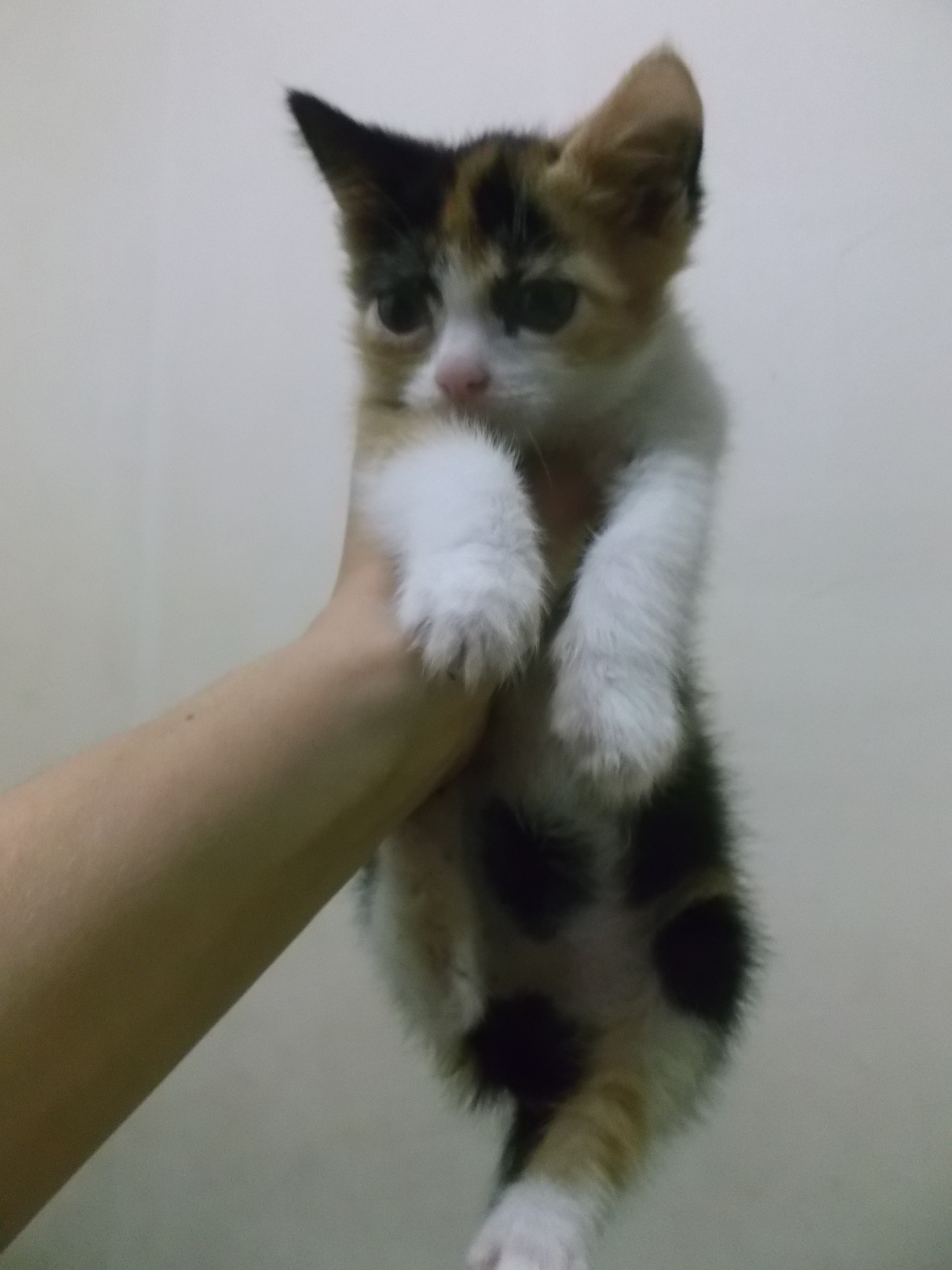 Sochi - fly in, sort out cuteness) - My, cat, Kittens, No rating, In good hands, Sochi, Longpost, Help, Helping animals