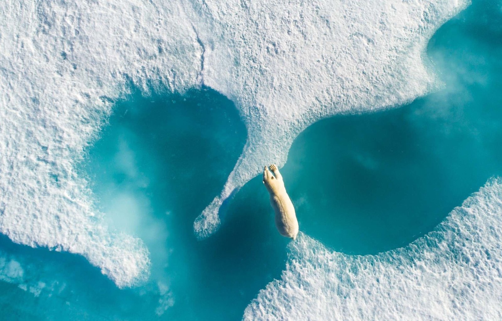 Победители фотоконкурса The Nature Conservancy - Фотография, Конкурс, The Nature Conservancy, Длиннопост