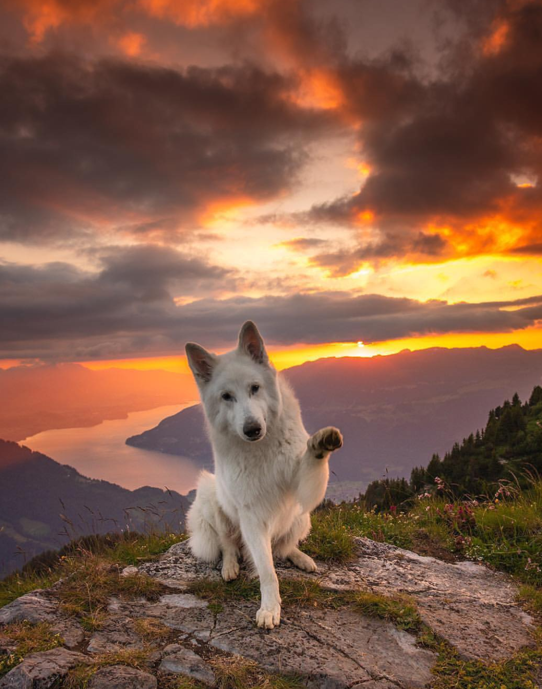 Lord of the Fjords - Dog, The mountains, , Nature, Sunset