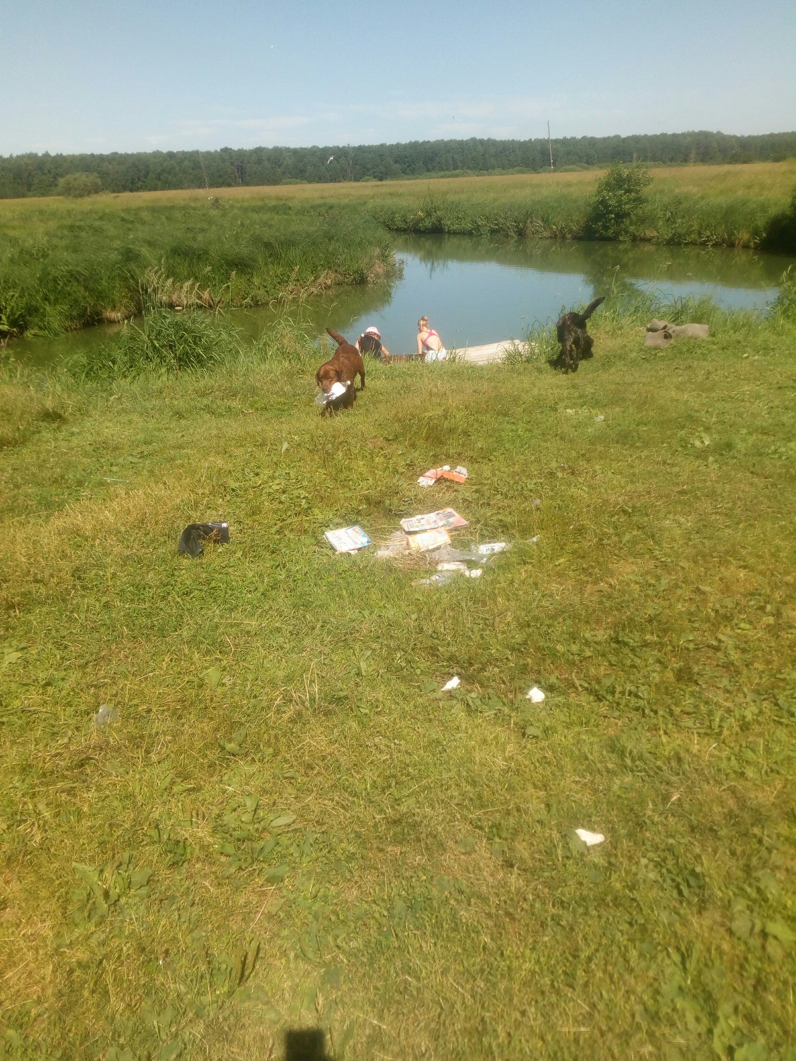 A little about cleanliness and pigs - Nizhny Novgorod Region, Cleaning, Pure Man's League, Summer, Longpost