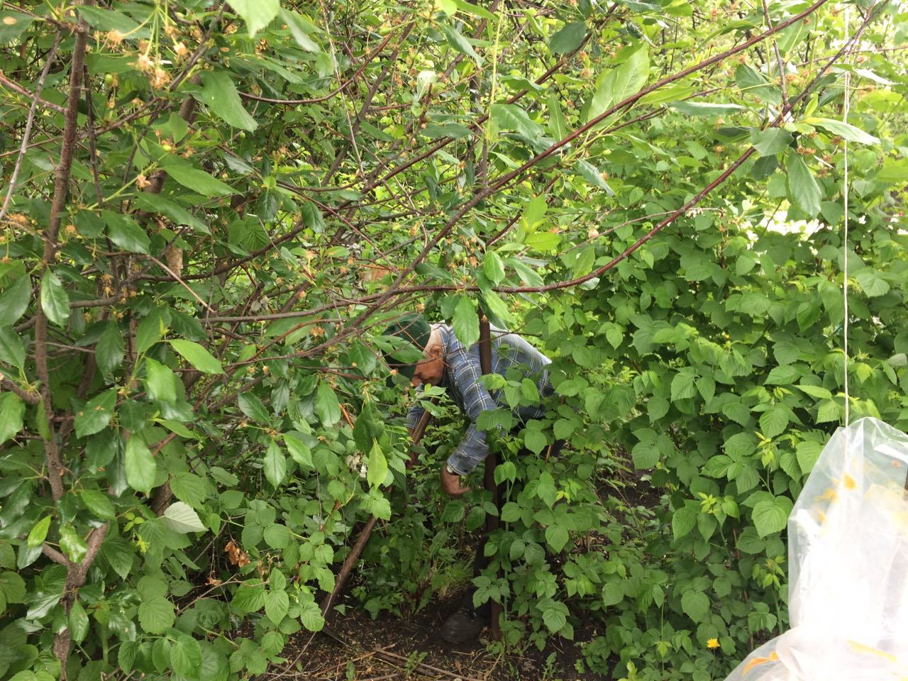 100-year-old veteran of three wars pulls weeds daily in someone else's garden - Gardens, Grandfather, Veterans, Garden, Longpost