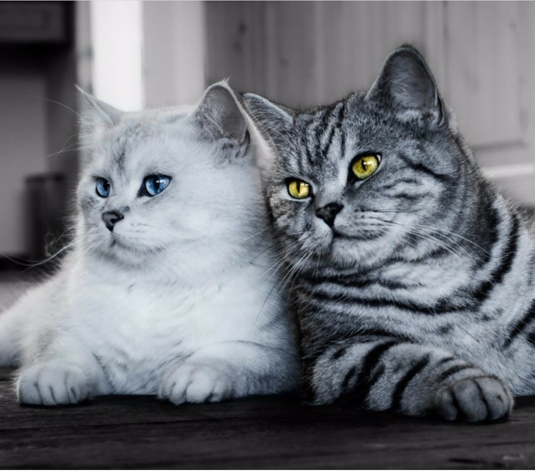 Couple - cat, Images, Pair