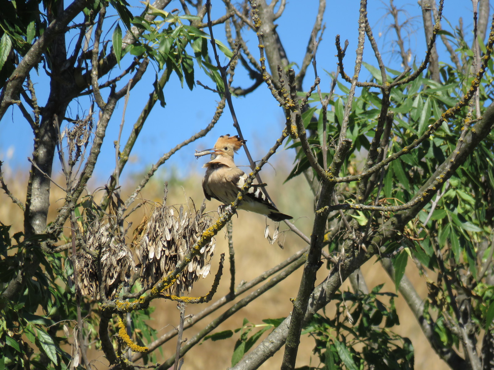 Hoopoe - My, Kerch, Nature, Birds, Hoopoe, The photo