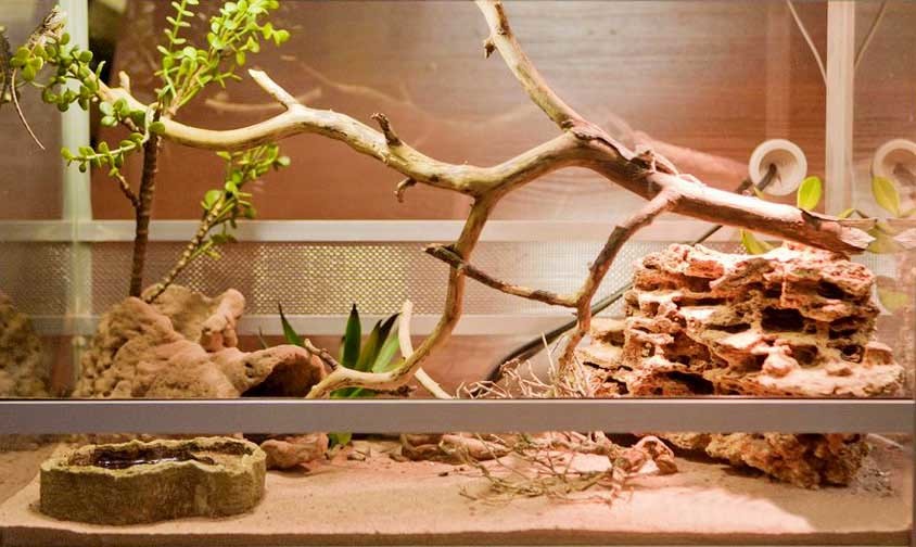 Home chameleon or how to add a little exotic to life part 2 - My, Chameleon, , Pets, Terrariumistics, Longpost