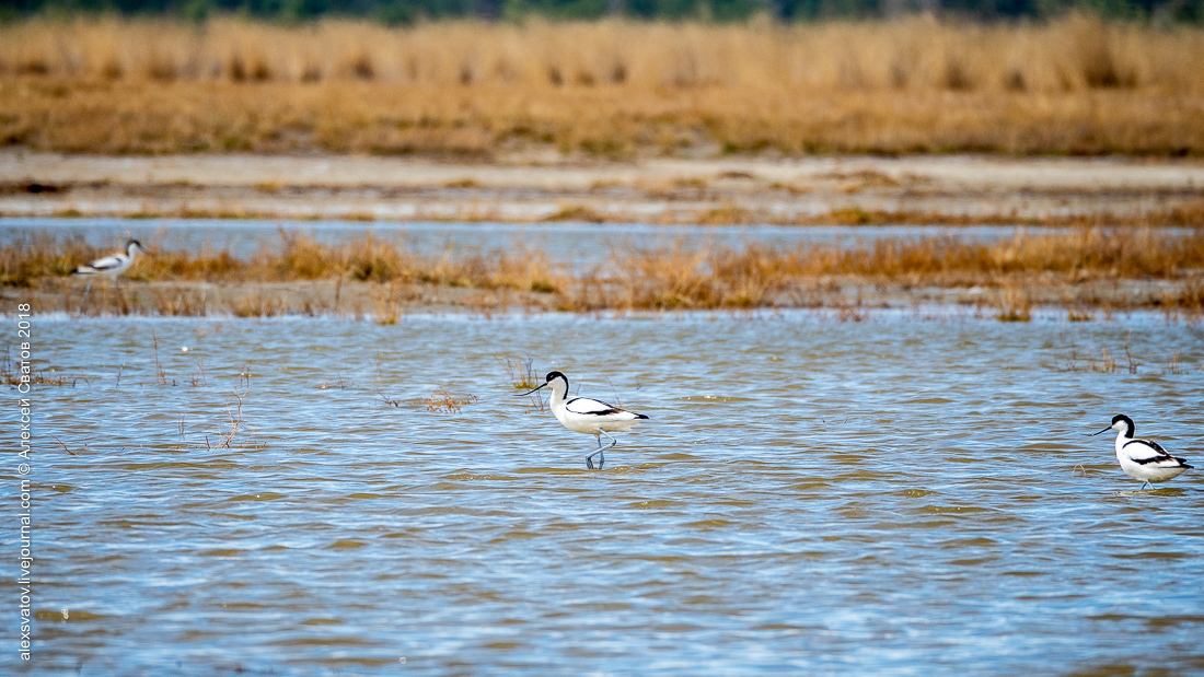 Who treated the teeth of the Buryat crocodiles? - My, Birds, , Sandpiper, Longpost