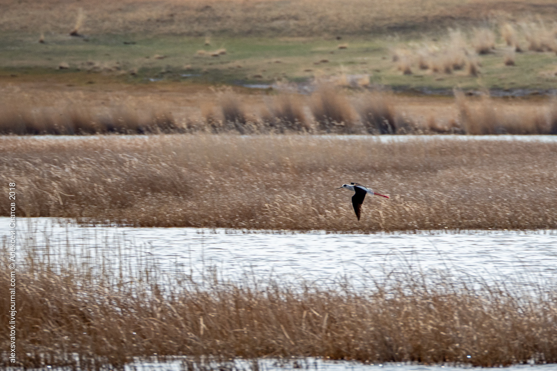 Who treated the teeth of the Buryat crocodiles? - My, Birds, , Sandpiper, Longpost