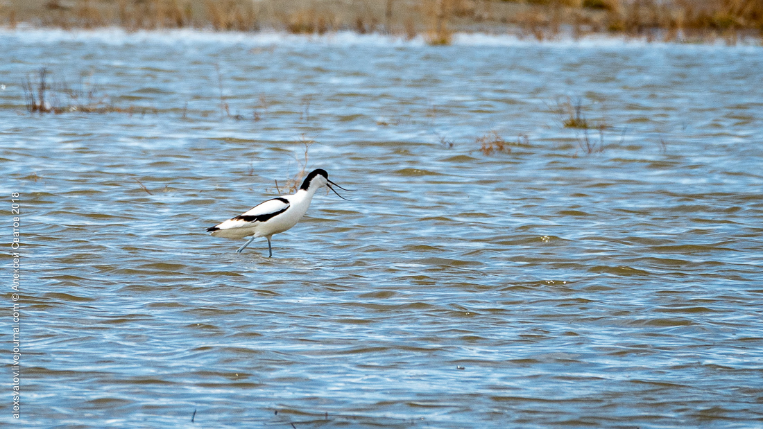 Who treated the teeth of the Buryat crocodiles? - My, Birds, , Sandpiper, Longpost