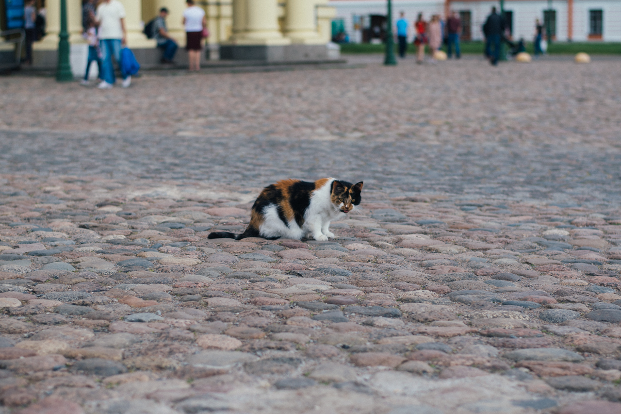 Mitten #6 - My, The photo, Catomafia, cat, Saint Petersburg, Krasnoyarsk, Novoaltaysk, Barnaul, Longpost