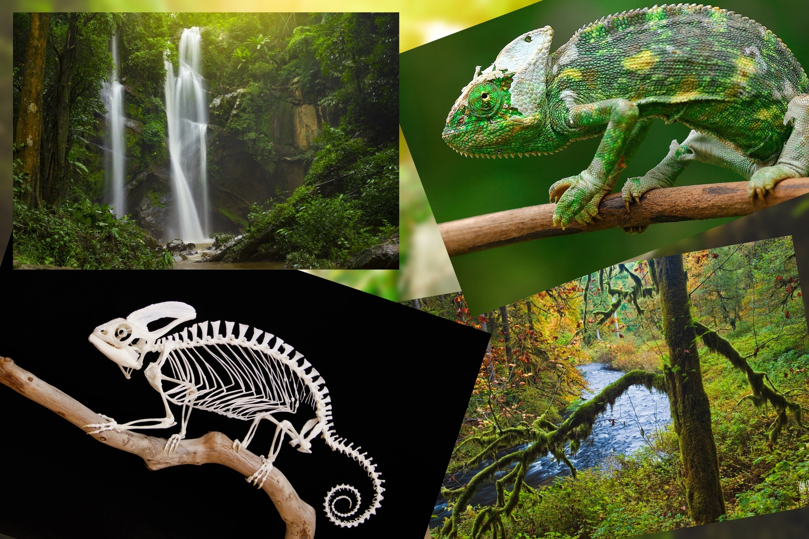 Chameleon... - Photoshop, Chameleon, Skeleton, Tropics, Nature