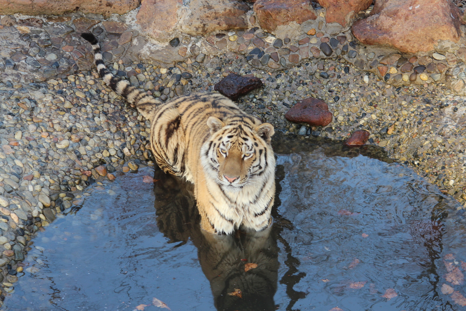 Water procedures - My, Tiger, Seaside Safari Park, Zoo, The photo