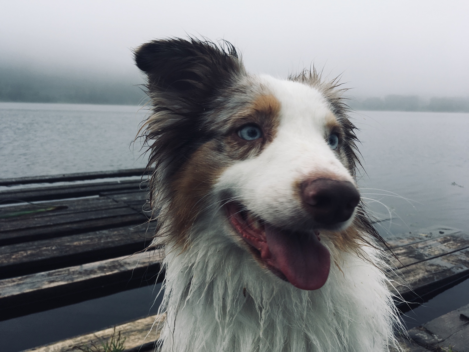 good friday morning - My, Australian shepherd, Dog, Water, Fog, Summer, Aussi