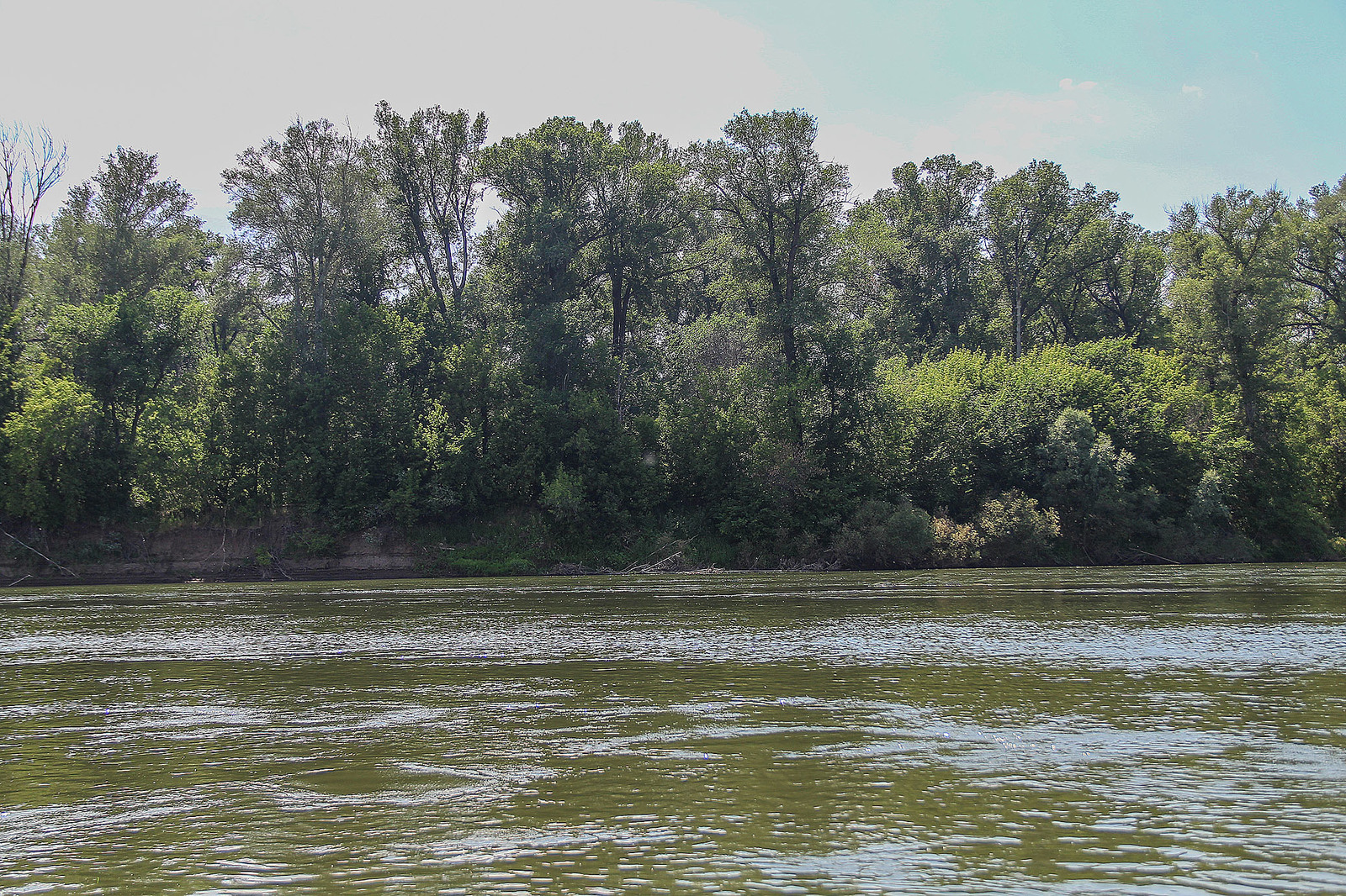 A bit of the Ural River in your feed - My, Ural, River, Alloy, Nature, Animals, Longpost