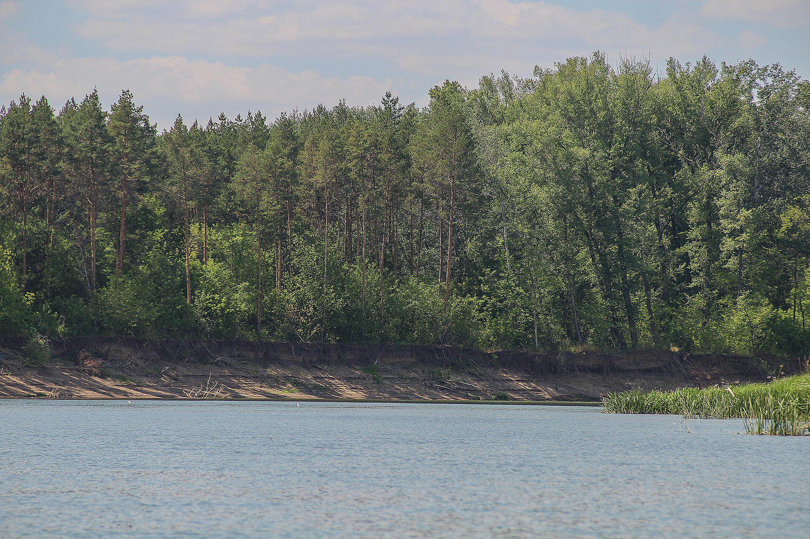 A bit of the Ural River in your feed - My, Ural, River, Alloy, Nature, Animals, Longpost