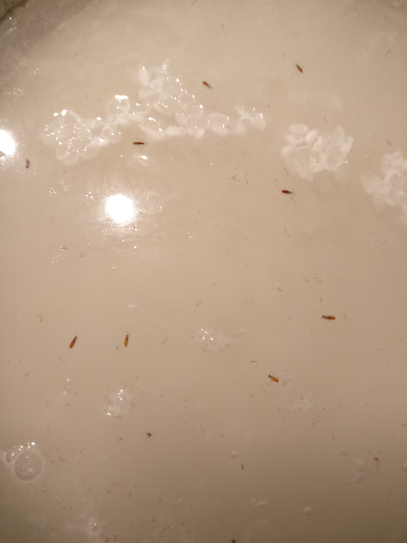 A pack of rice with an ant farm as a gift - My, Rice, Ants, Score, Longpost