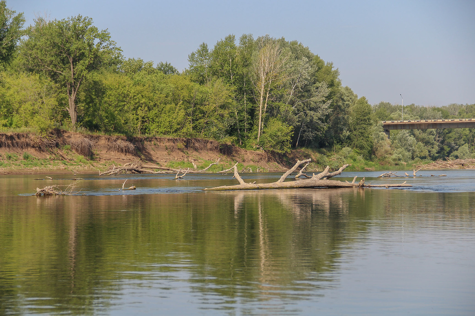 A bit of the Ural River in your feed - My, Ural, River, Alloy, Nature, Animals, Longpost