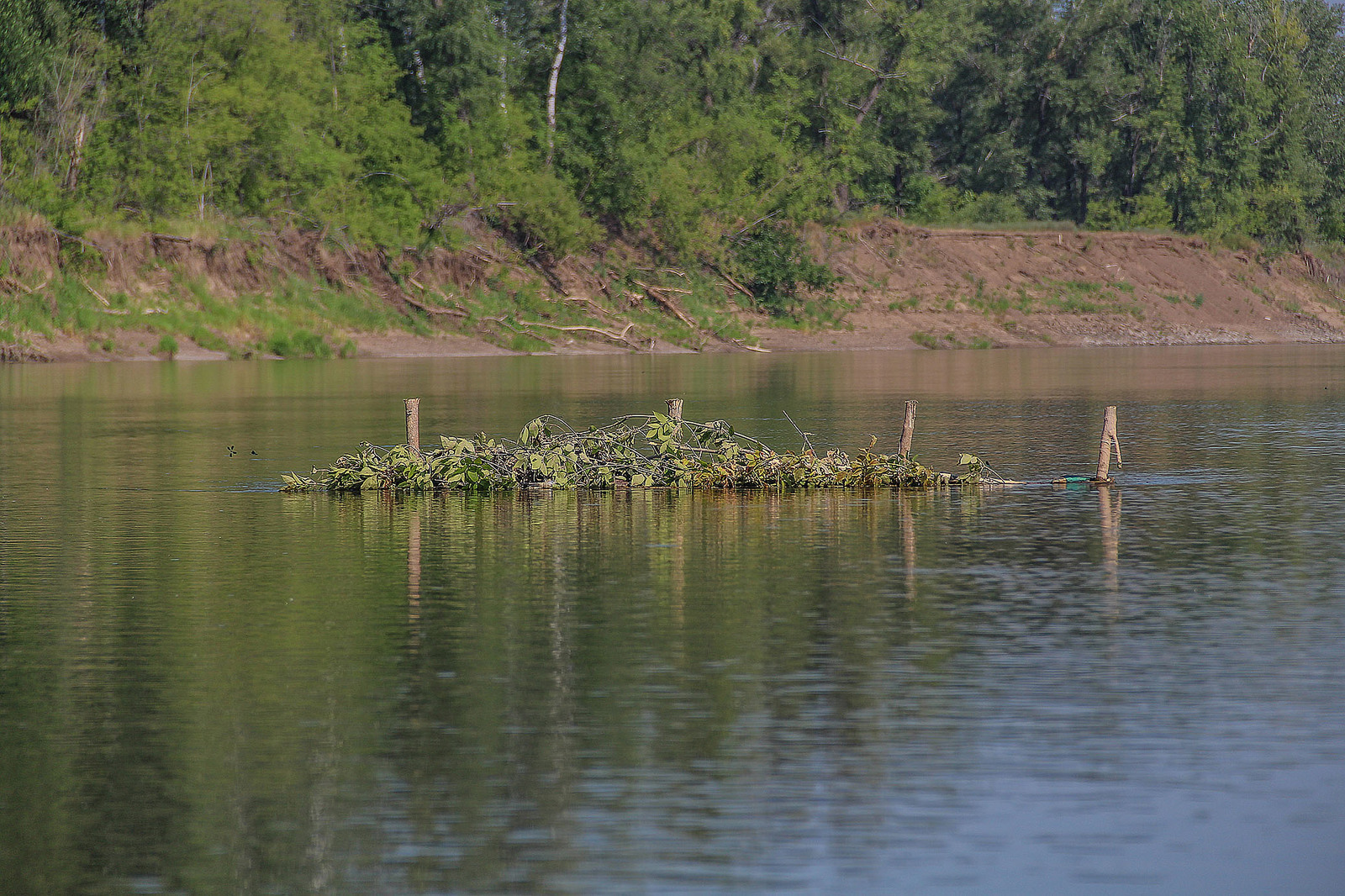 A bit of the Ural River in your feed - My, Ural, River, Alloy, Nature, Animals, Longpost