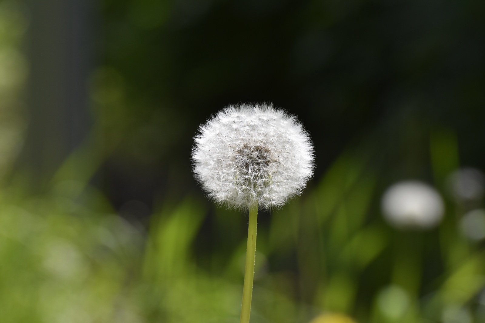 Dandelion - My, Dandelion, Nikon, Beginning photographer, Nature, The photo, Minimalism