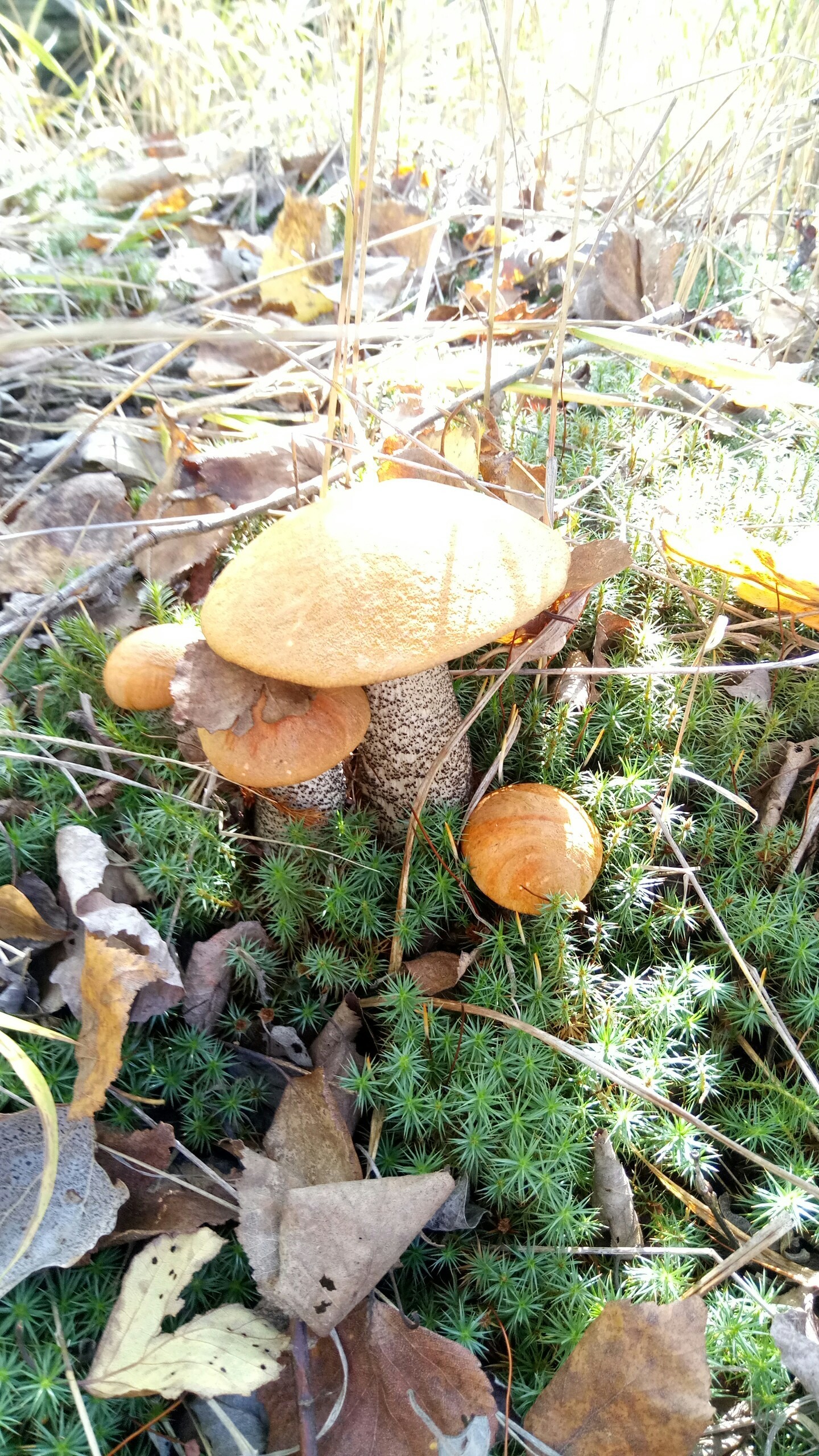 mushroom family - My, Mushrooms, Forest lads