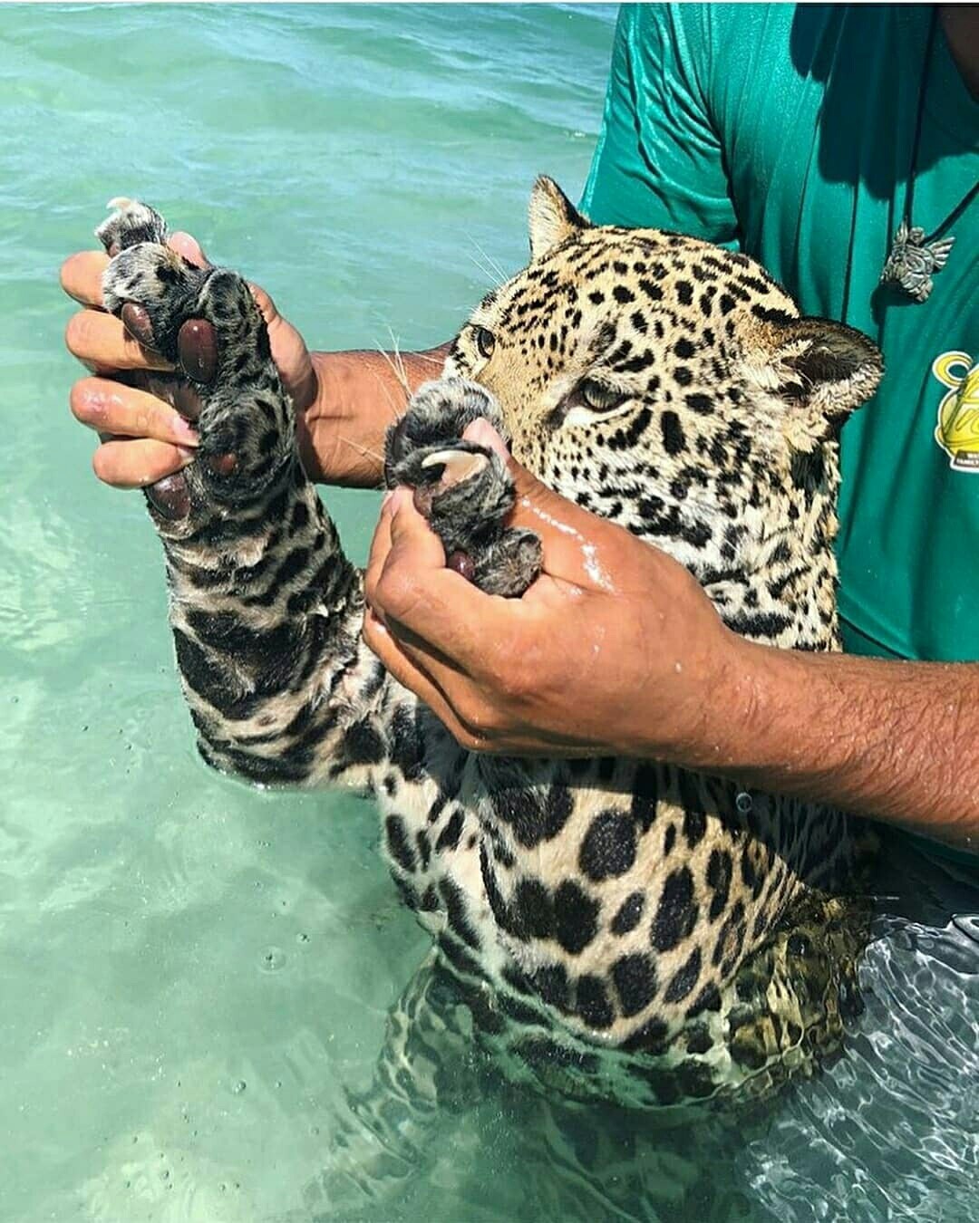 Bathing a jaguar - The photo, Jaguar, Longpost, Beautiful girl