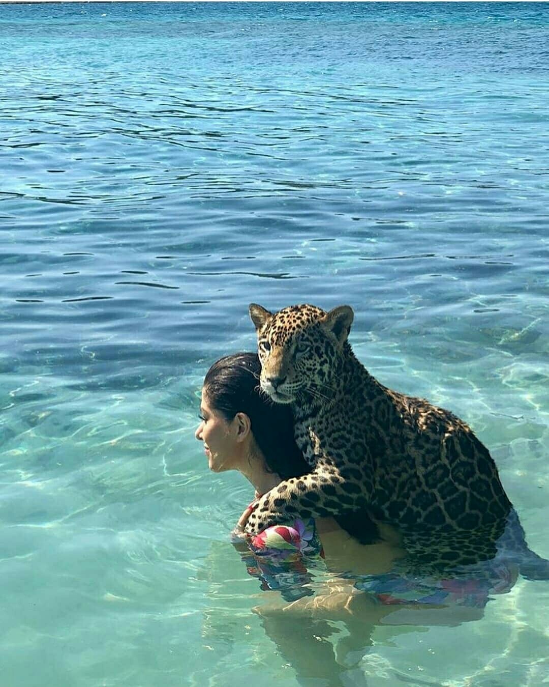 Bathing a jaguar - The photo, Jaguar, Longpost, Beautiful girl