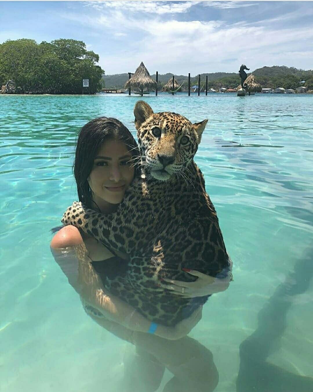 Bathing a jaguar - The photo, Jaguar, Longpost, Beautiful girl