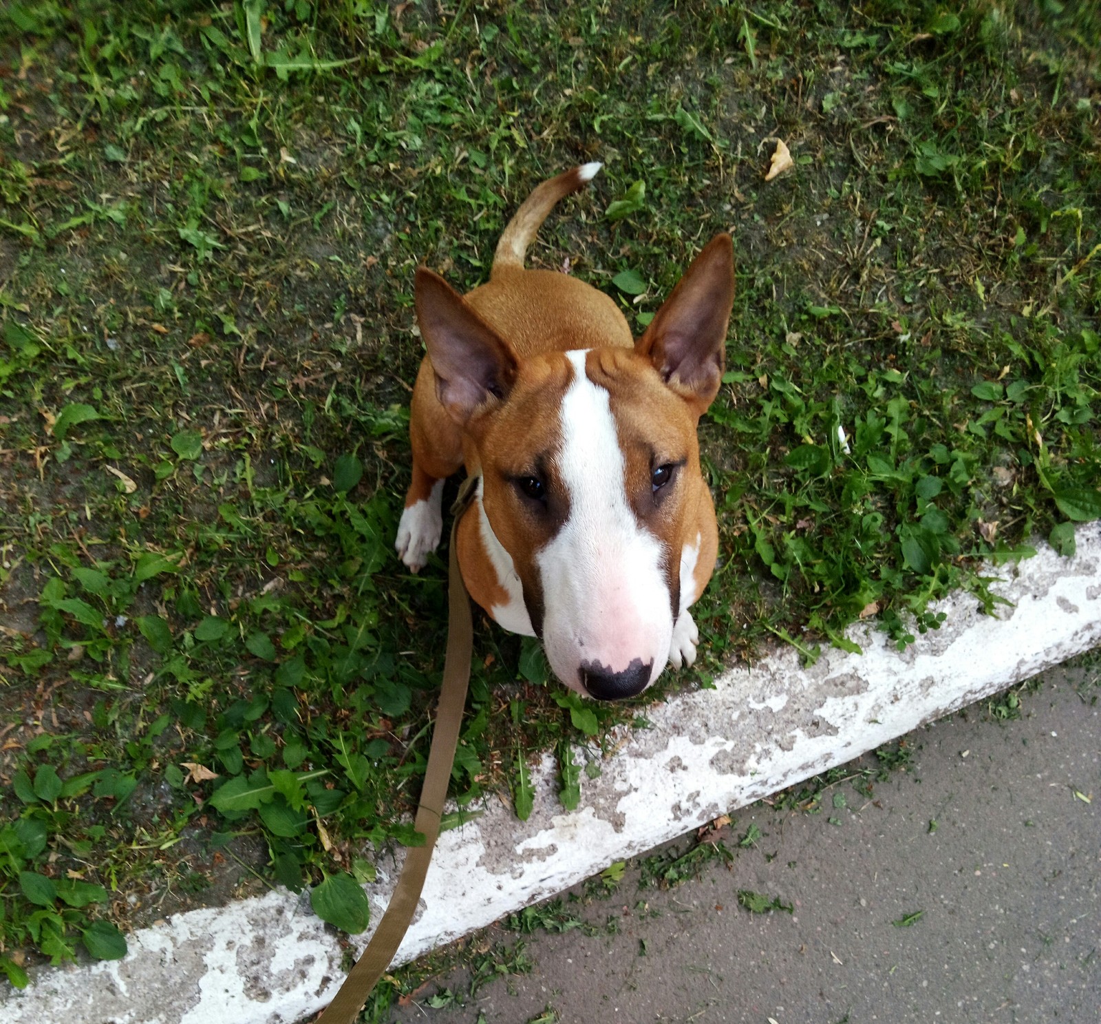 My bullshit face! - MiniBul terrier, Dog, Bull terrier, Longpost