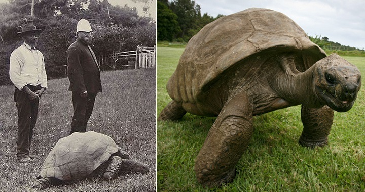 Почему черепахи долго живут? | Пикабу