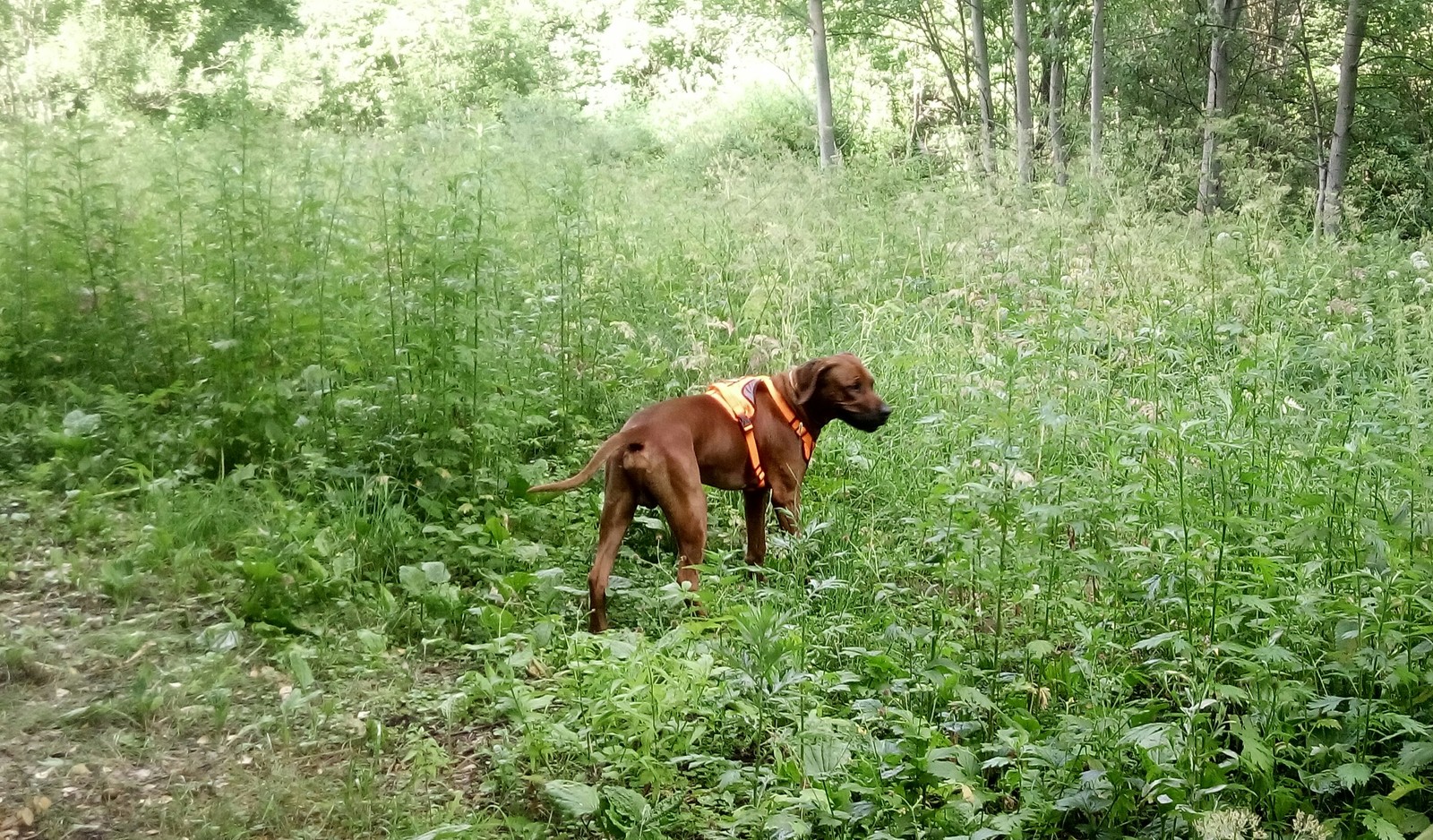 Doggy is orthodoxal and clever - Моё, Родезийский риджбек, Рассказ, Собака