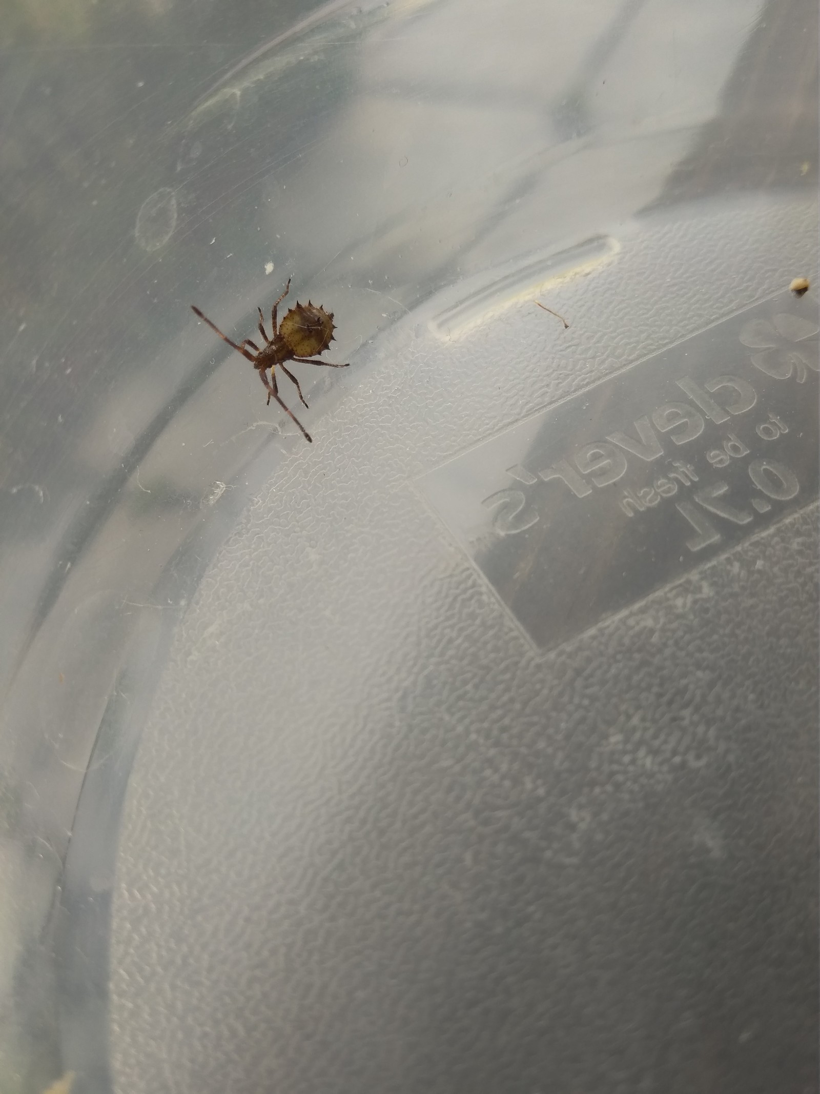 Guess what guys? - My, Insects, Who is this?, Raspberries, Moscow region, Dacha, Longpost